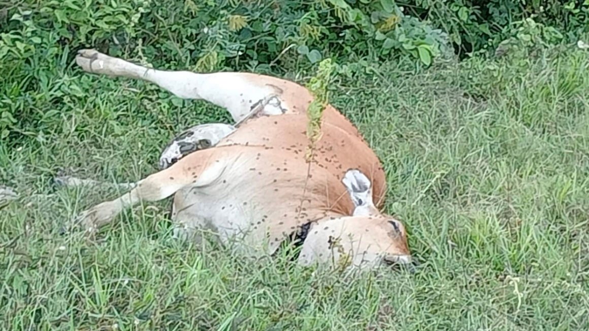 Tujuh Ekor Sapi Mati Diduga Keracunan di Majauleng, Polisi Lakukan Penyelidikan