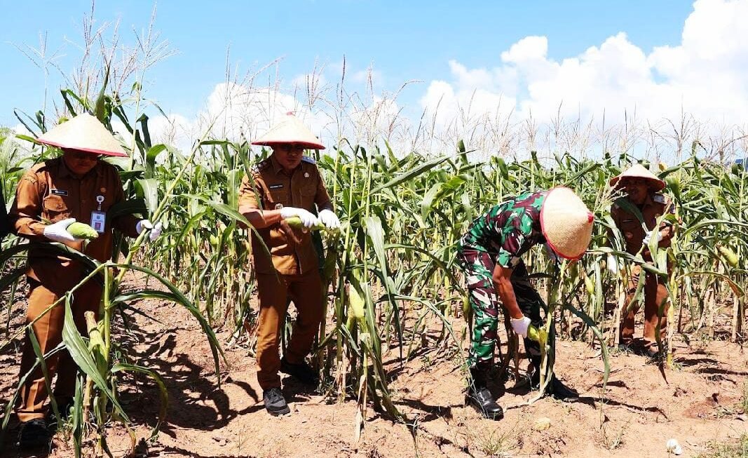 Wabup Kotabaru Pimpin Panen Jagung, Dorong Kesejahteraan Petani